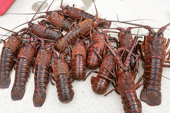 San Diego Lobster Hoop Netting Charter up to 6 People - Starting Point at Fishing Charters of San Diego