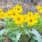 Scenic Float on the Salmon River - Half Day - What to Expect During the Salmon River Scenic Float