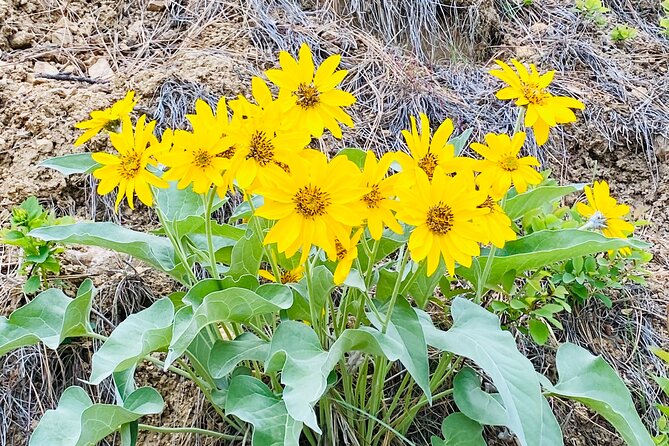 Scenic Float on the Salmon River - Half Day - What to Expect During the Salmon River Scenic Float