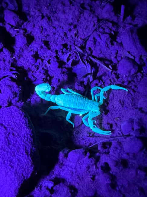 Sedona Night Hike and Stargazing Tour - The Role of Expert Guides and Safety Measures