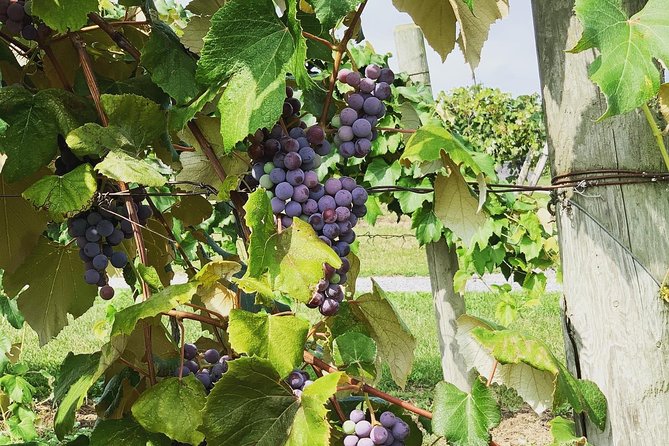 Seneca Lake Wine Tasting & Tour - Ventosa Vineyards: Scenic Views and Delicious Lunch Options