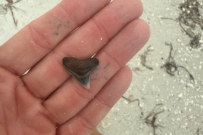 Shell Key Shelling Tour Discover Unique Treasures - St. Pete, FL - Starting Point and Meeting Details at Shell Key Preserve