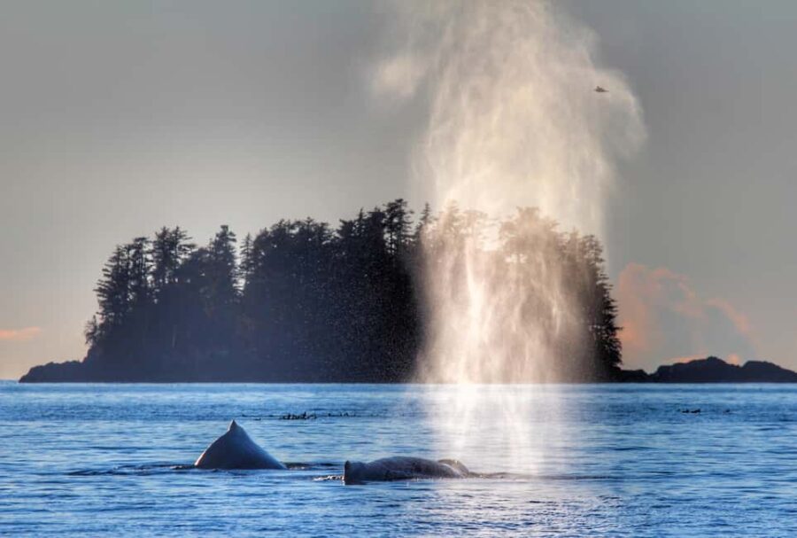 Sitka: Premiere Whale Watching and Wildlife Tour - Sitkas Prime Wildlife Viewing Locations