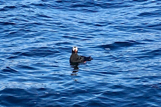 Sitka Sea Birds & Marine Life Private Charter Scenic Eco-Tour - The Personalized Private Tour Experience