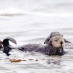 Sitka: Wildlife Boat Tour with Guide - Lush Rainforests, Waterfalls, and Secluded Coves as Scenic Backdrops