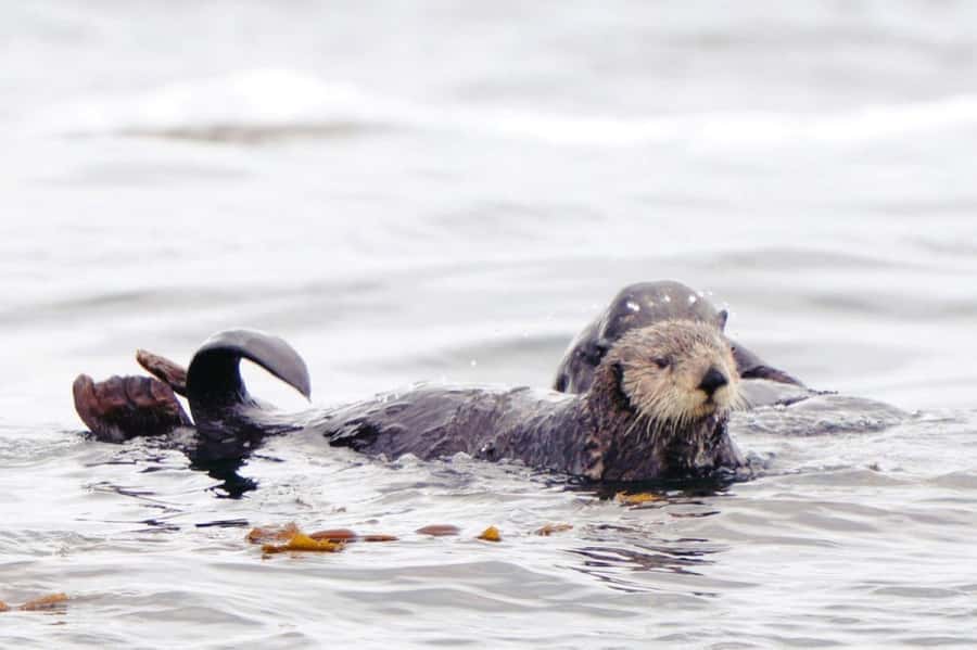 Sitka: Wildlife Boat Tour with Guide - Lush Rainforests, Waterfalls, and Secluded Coves as Scenic Backdrops