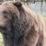 Sitka's Favorite Sites Private Land Tour for 6 (Meal option avail - Convenience and Comfort with Private Transportation