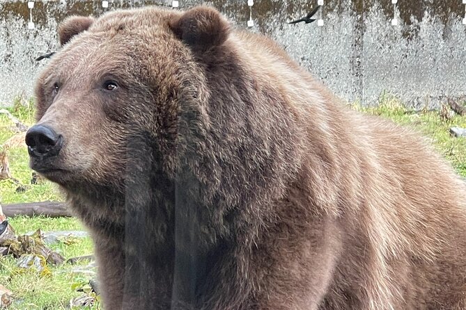 Sitka's Favorite Sites Private Land Tour for 6 (Meal option avail - Convenience and Comfort with Private Transportation