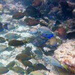 Six Fins Key West: Private Snorkeling Charter with Captain - Starting Point at The Perry Hotel & Marina in Key West