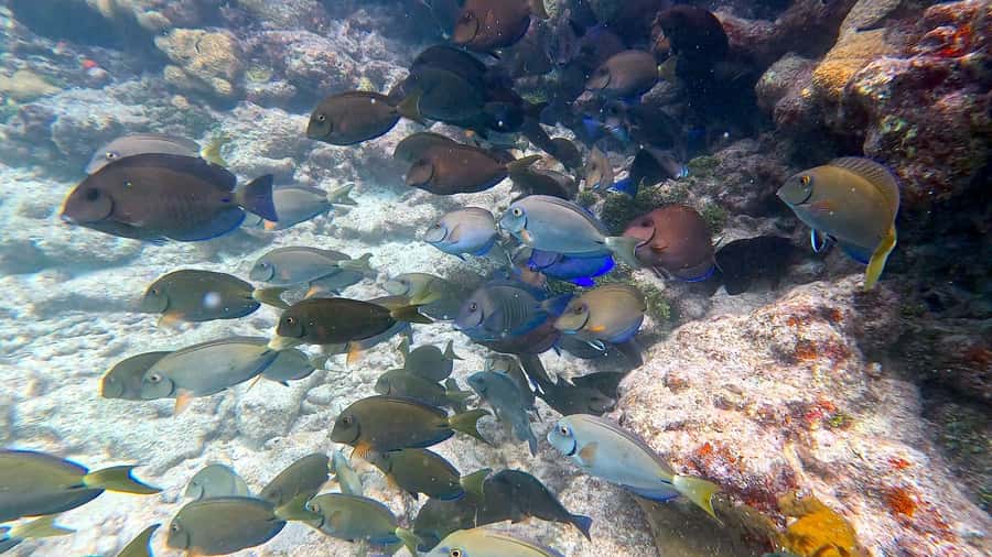 Six Fins Key West: Private Snorkeling Charter with Captain - Starting Point at The Perry Hotel & Marina in Key West