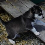 Skagway Shore Excursion: Yukon Discovery Tour - Visiting the Carcross Desert and Emerald Lake