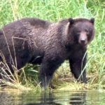 Small Group Boat Tour of Sitka - The Wildlife and Scenic Highlights of the Coastline