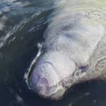 Small Group Manatee Discovery Kayak Tour near Orlando - What the Itinerary Includes at Blue Spring State Park