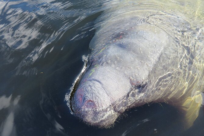 Small Group Manatee Discovery Kayak Tour near Orlando - What the Itinerary Includes at Blue Spring State Park