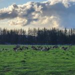 Snoqualmie Falls VIP Tour and Hiking Escape Up to 7 Passengers - Luxury Transportation in Seattle’s Finest Vehicles