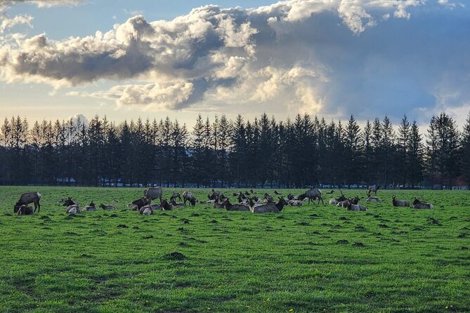 Snoqualmie Falls VIP Tour and Hiking Escape Up to 7 Passengers - Luxury Transportation in Seattle’s Finest Vehicles