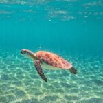 Snorkeling Adventure Swim with Sea Turtles at Akumal - Exploring Tsuuk Akumal Natural Park and Its Facilities