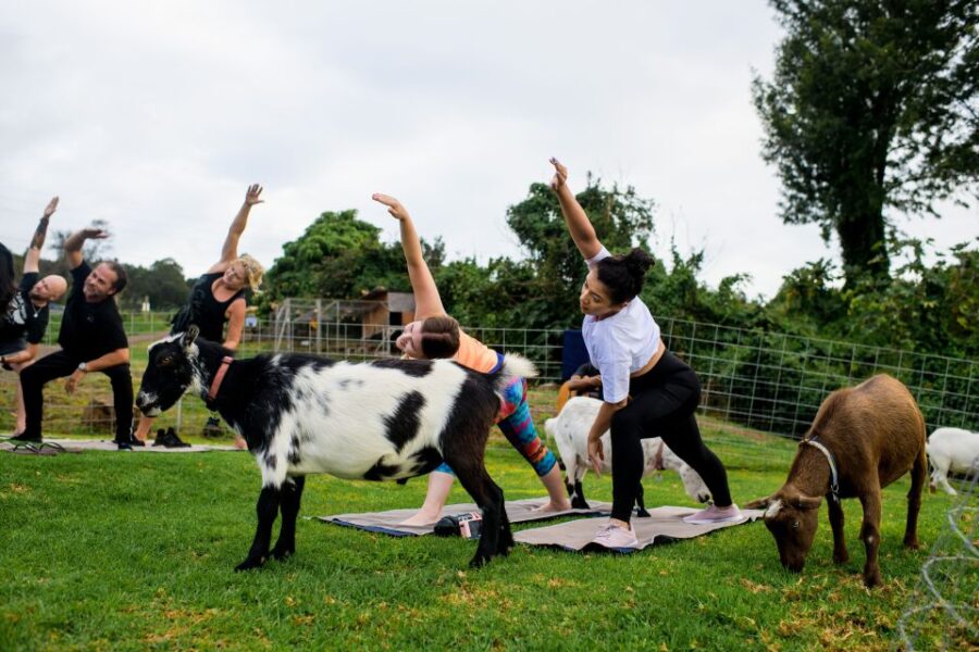 Sunset Maui Goat Yoga with Live Music - Native Hawaiian Family-Owned Farm in Maui