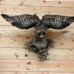 Tablet Tour in Wildlife Gallery - The Location and Starting Point at Nature’s North Wildlife Gallery