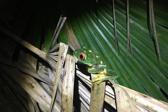 Tour Herpetologico - What Makes the Night Jungle Walk Unique?