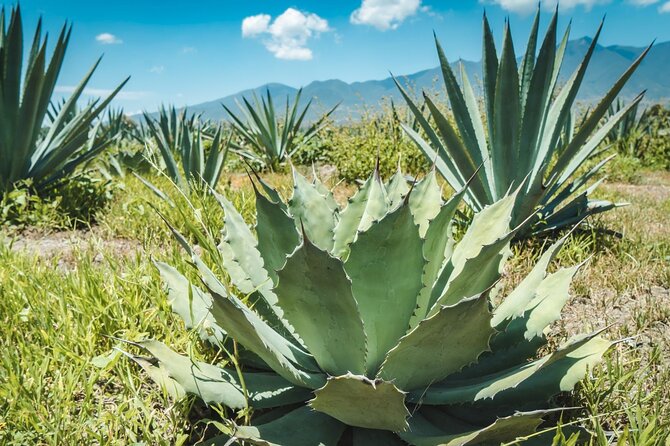 Tour of Puebla and tour of Atlixco (private tour) - Exploring the Ex Convento de San Francisco’s Colonial Charm