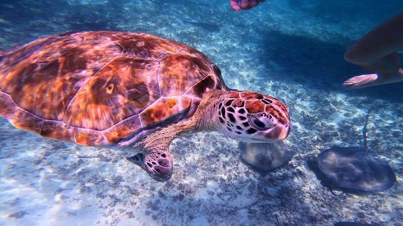 Tulum: 2-Hour Snorkeling in Two Spots of Tulum's Reef - Scenic Boat Ride from the Archaeological Zone to the Reef