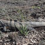 Tulum Private Boat Tour & Turtle Snorkeling Experience - Starting at the Tulum Archaeological Site with a Guided Tour