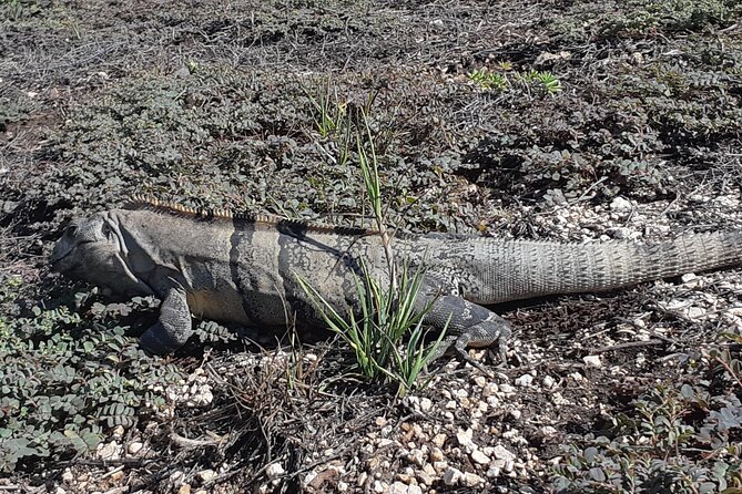 Tulum Private Boat Tour & Turtle Snorkeling Experience - Starting at the Tulum Archaeological Site with a Guided Tour