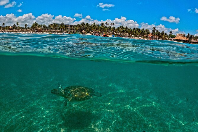 Turtle Snorkeling Jungle Adventure + Zipline and Rappel in Cenote - Adrenaline-Pumping Zipline and Cenote Rappel