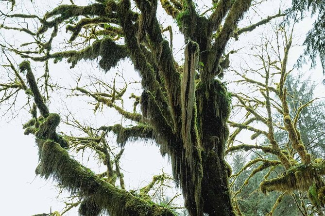 Twilight Forks Washington Tour - Pickup and Transportation in a Private SUV or Van