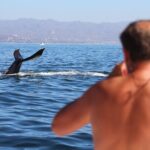 Ultimate Whale Watching Experience All-Inclusive - From the Marina to the Marietas Islands