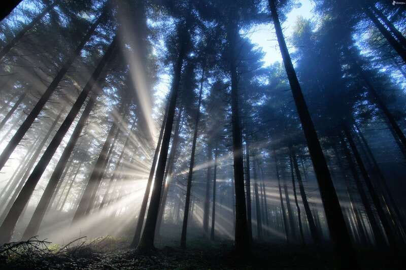 Valle de Bravo: Magical night at the forest - An Enchanting Night Walk in Monte Alto