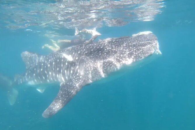 Whale Sharks Snorkeling Experience - Pickup and Transportation from Cabo San Lucas Hotels