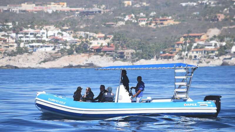 Whale Watch Cabo: Zodiac Whale Adventure - FREE Photos - Small Groups and Personal Attention on Zodiac Boats