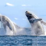 Whale Watching a Majestic Cabo Experience - Scenic Views of Cabos Iconic Arch and Rock Formations