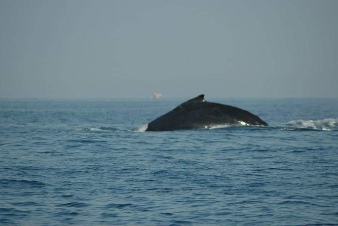 Whale watching tour - Searching for Humpback Whales in Bandersbay