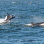 Whale Watching Tour from Anacortes - Comfortable and Fast Vessels for Wildlife Viewing