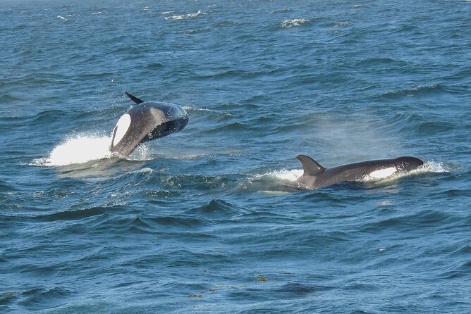 Whale Watching Tour from Anacortes - Comfortable and Fast Vessels for Wildlife Viewing