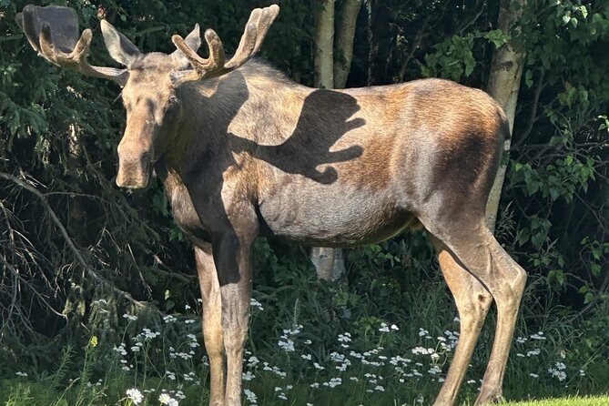 Whittier to Anchorage Sightseeing with Wildlife Tour - Visiting the Begich Boggs Visitor Center at Portage Lake