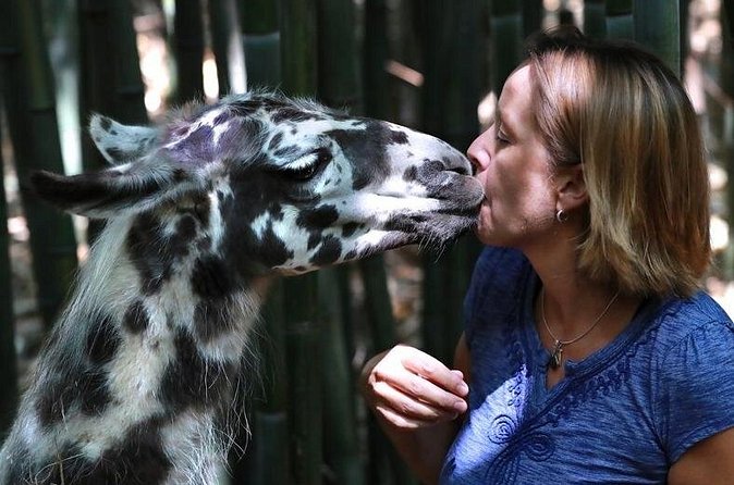 Wine Tasting with Llamas, Alpacas and Guanacos - Feeding Farm Animals and Photo Opportunities