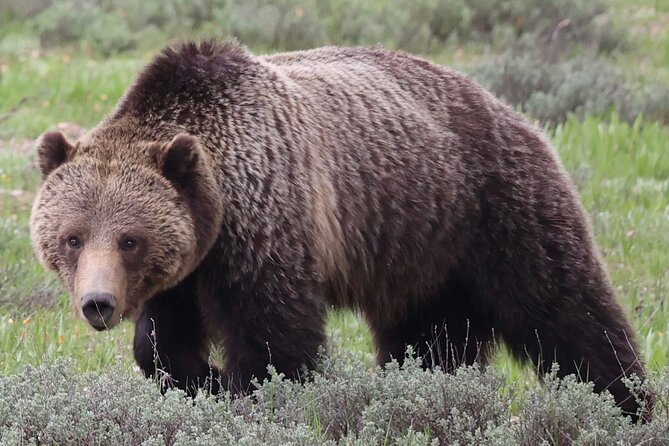 Yellowstone Full Day Tours - Logistics: Meeting Points, Group Size, and Accessibility