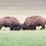 Yellowstone Wildlife Safari in Lamar Valley from West Yellowstone - Starting Point at West Yellowstone and Flexible Itinerary
