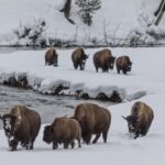 Yellowstone Wolves and Winter 4Day/3Night Adventure from Montana - Logistics and Practical Details