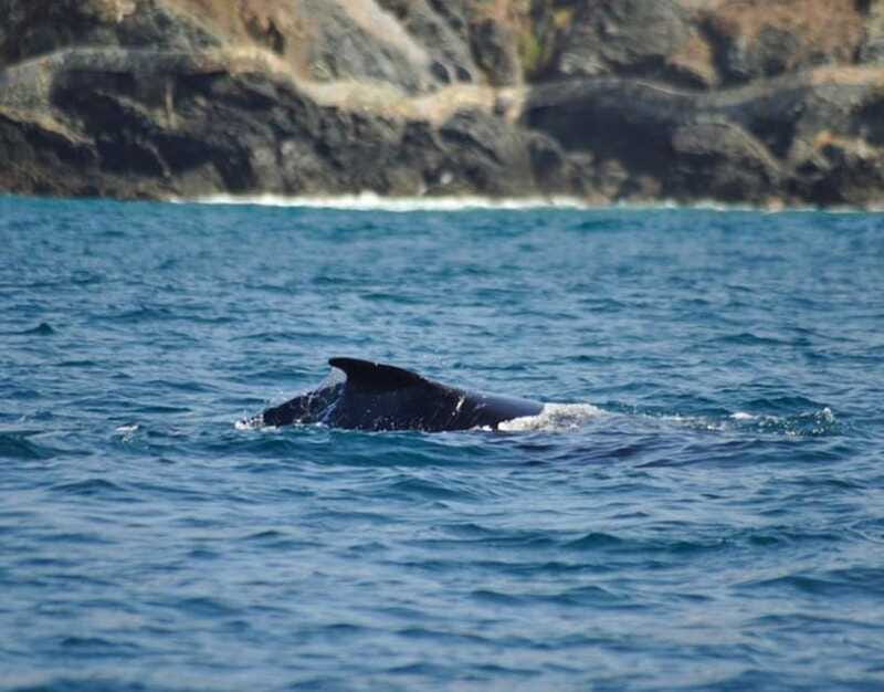 Zihuatanejo: Marine Life Observation Tour - Starting Point and Tour Logistics in Zihuatanejo